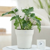 Умный горшок для цветов Xiaomi Flora Smart Flower Pot (Белый) - фото